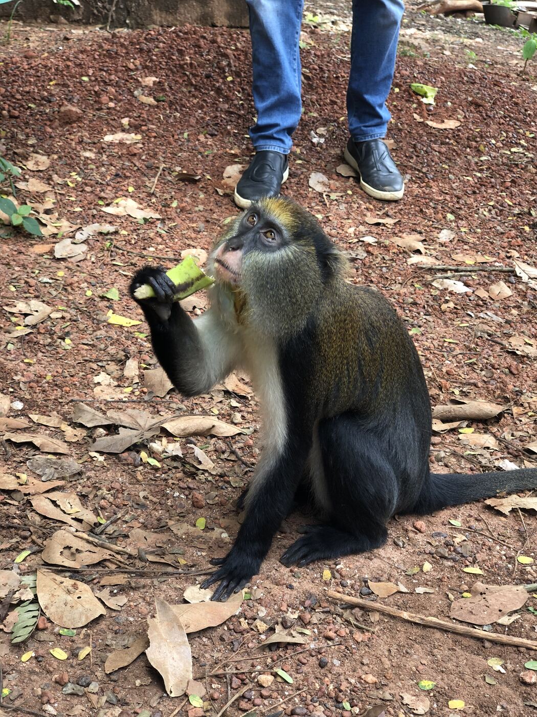 Les singes sacrés de Gbétitapéa : visite et légende